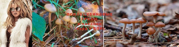 крисы Алзамай